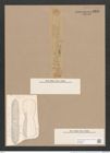 Navicula eugeniae A.Schum. (de-Toni-Nr.: Genus 1, Species 654) Zeichnungen Sammlung Grunow Nr. 1246 (NHMW-BOT-W0367883)